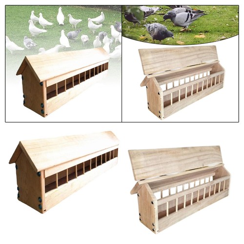Pigeon feeder trough chicken - pigeon,