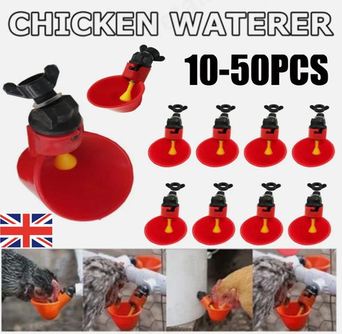 50pcs chicken bird - chicken, hen