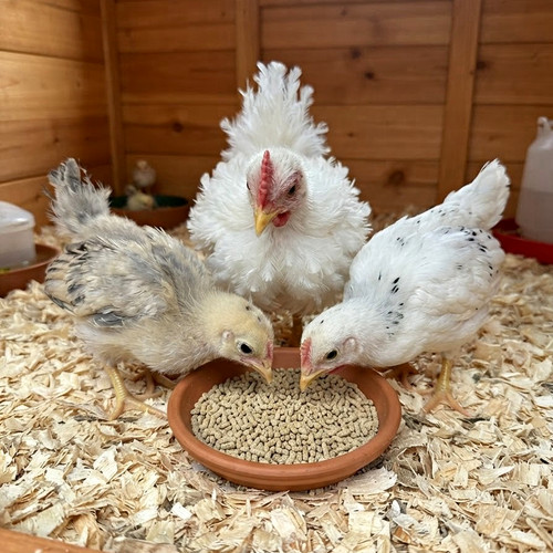 Heygates chicken growers - heygates,