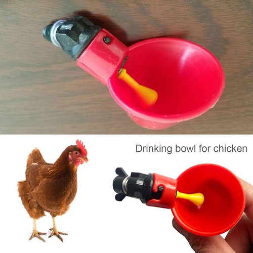 10pcs chicken bird hen water - bird,