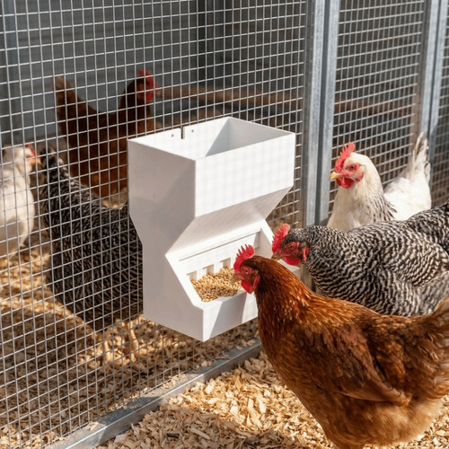 Chicken poultry feeder drinker - poultry,