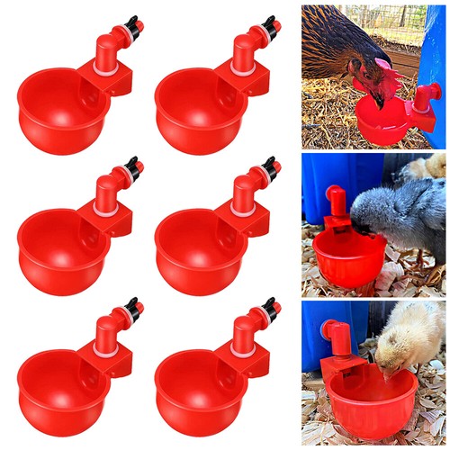 Automatic chicken water - chicken,