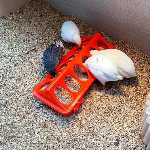 Automatic chicken feeder - automatic,