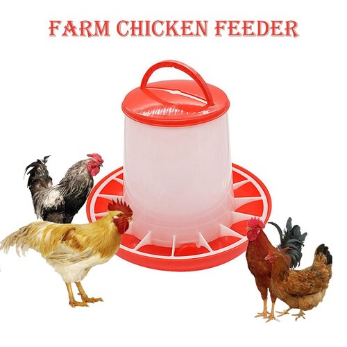 Chicken poultry feeder drinker - chicken,