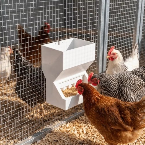 Chicken poultry feeder - chicken,