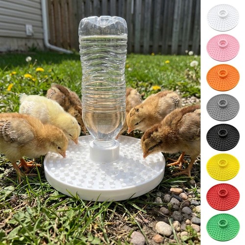 Drinker chicken poultry bird - drinker,