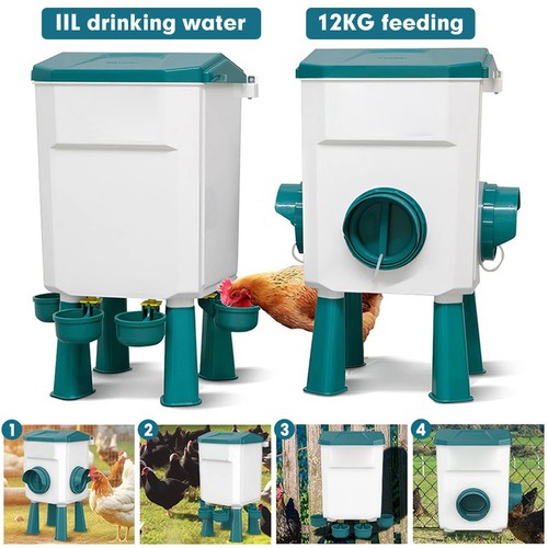 Chicken feeder bird - feeder, waterer